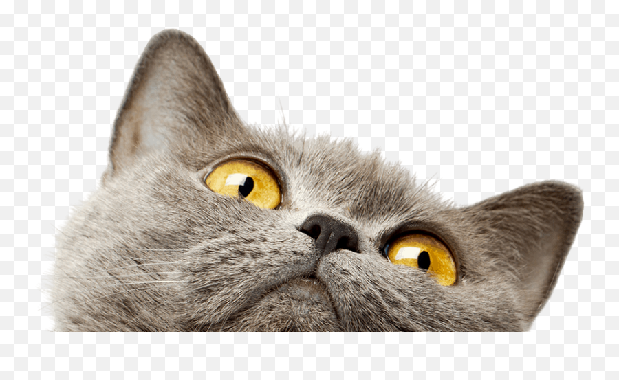 The Cats Meow Veterinary Hospital - British Shorthair Emoji,Ech Cat Emotion
