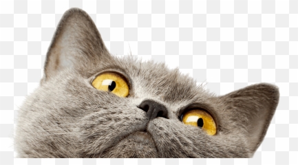 The Cats Meow Veterinary Hospital - British Shorthair Emoji,Ech Cat Emotion