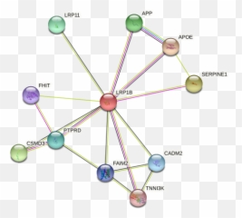 Lrp1b Protein Human - String Interaction Network Dot Emoji,Inferring Emotions Primary