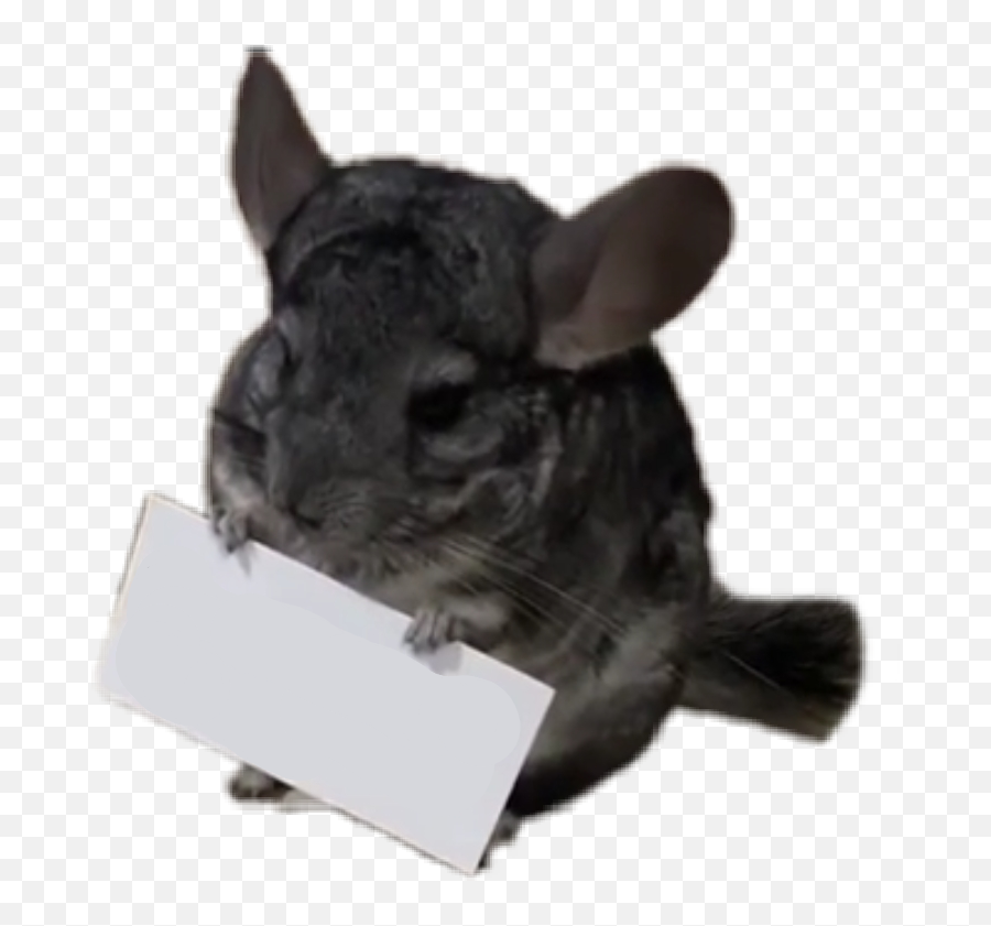 Trending - Chinchilla Emoji,Chinchilla Emoji