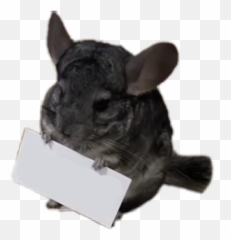 Trending - Chinchilla Emoji,Chinchilla Emoji