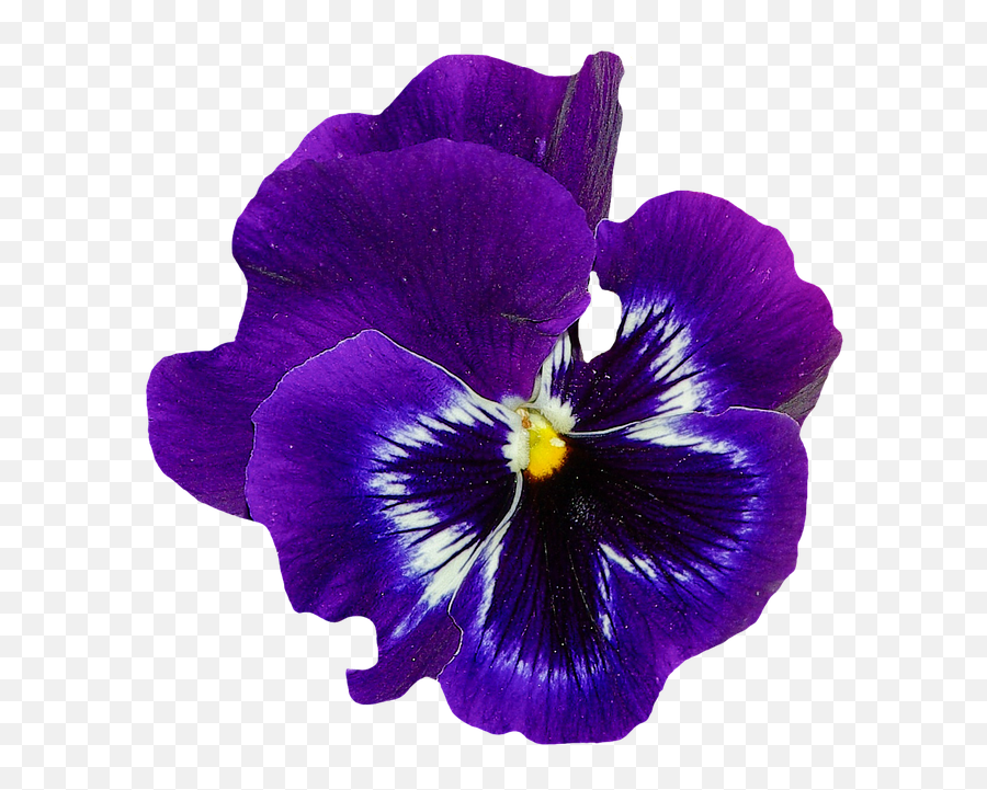 Violet Flower Png Violet Flower Png Transparent Free For - Blue Violet Transparent Emoji,Violet Flower Emoji