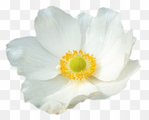 Png Images Dahlia 25png Snipstock Emoji,Anemone Emotions
