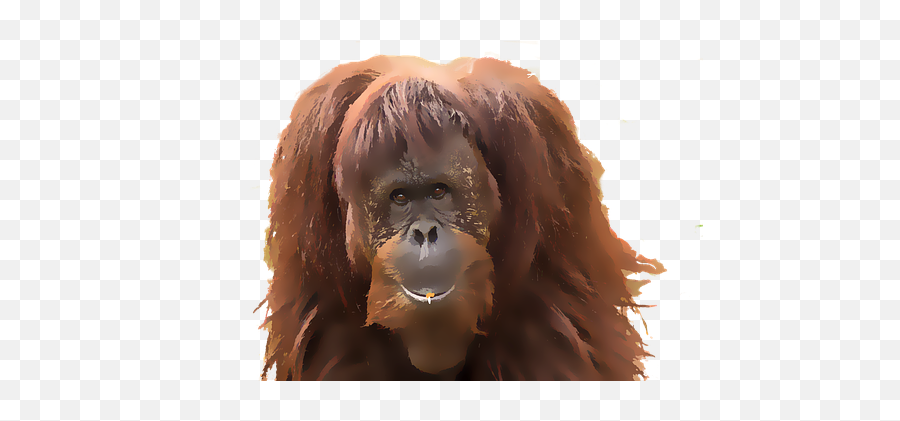 Free Ape Monkey Illustrations - Orangutan Png Emoji,Chimp Emotions