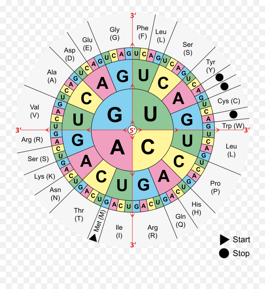 Amino Acid Of Every Gene Key - Amino Acid Genetic Code Emoji,Codigos De Emotions Do Facebook