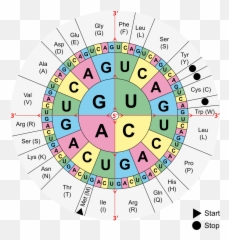 Amino Acid Of Every Gene Key - Amino Acid Genetic Code Emoji,Codigos De Emotions Do Facebook