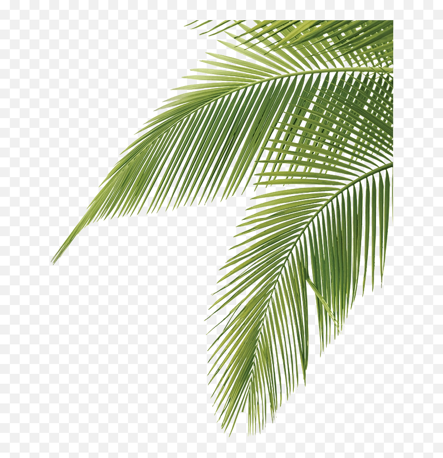 Hd Palm Leaf Wallpaper - Wallgiftwatchesco Palm Leaves Png Emoji,Palm Tree Emoji Iphone