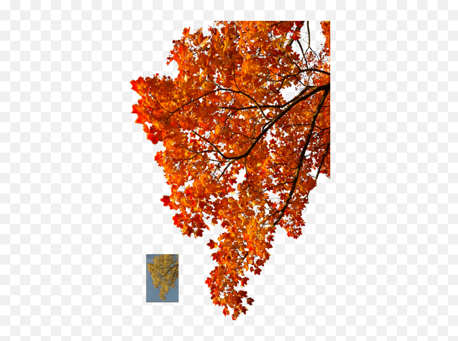 Oak Leaf Sunflower Leaf Sun Pictures - 3023 Autumn Tree Branch Png Emoji,Emoji Four Seasons