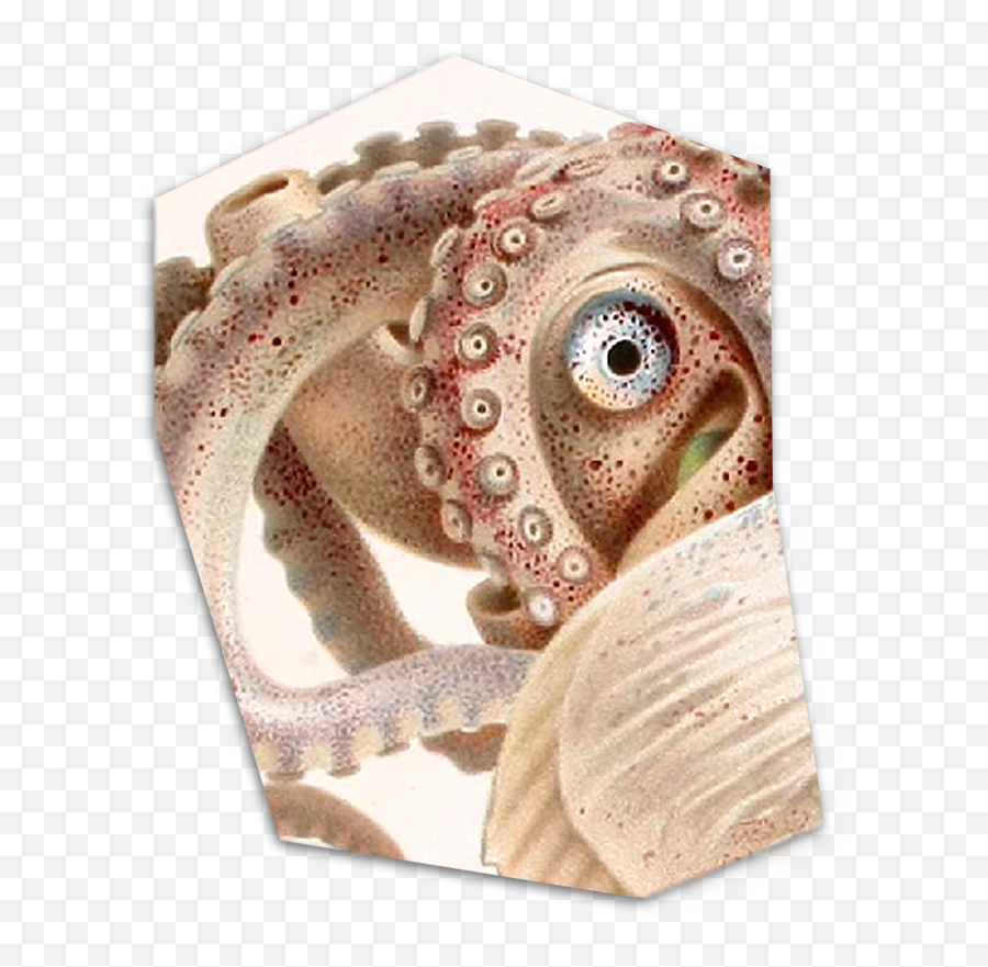 Organizational Structure - Polvo Argonauta Emoji,Octopus Changing Color To Match Emotion