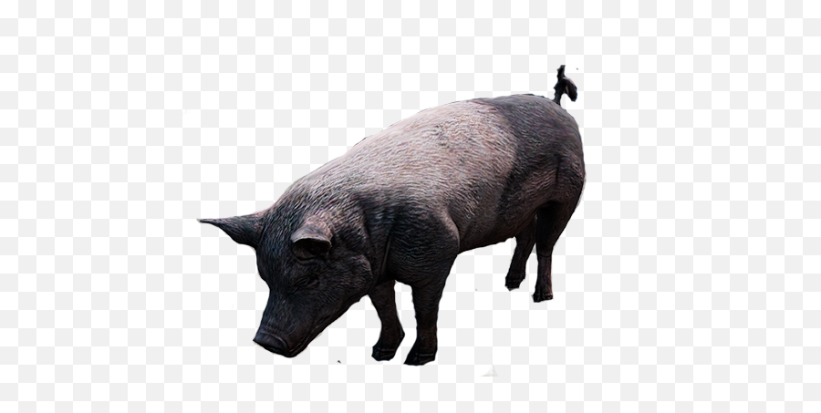 Discord Emojis List Discord Street - Domestic Pig,Dont Know Emoji