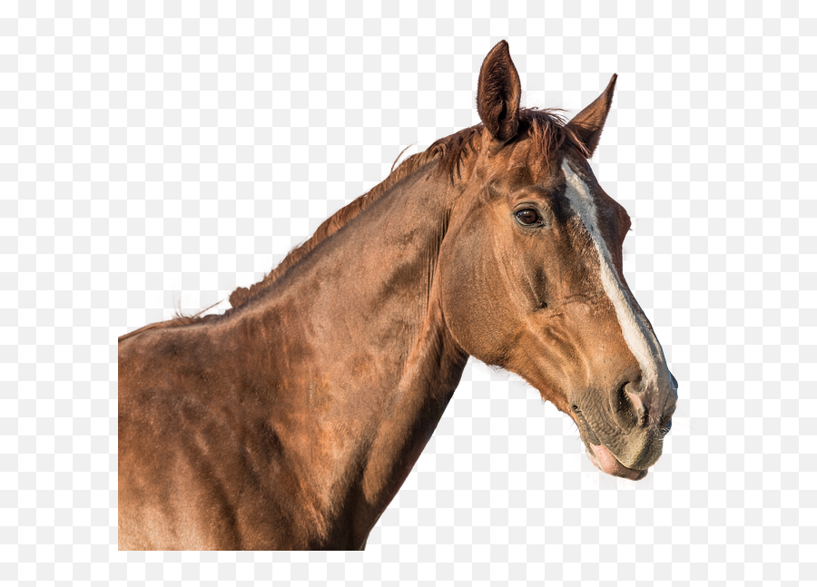 Horse Head Cut Out - Horse Emoji,Horse Nose Emotion