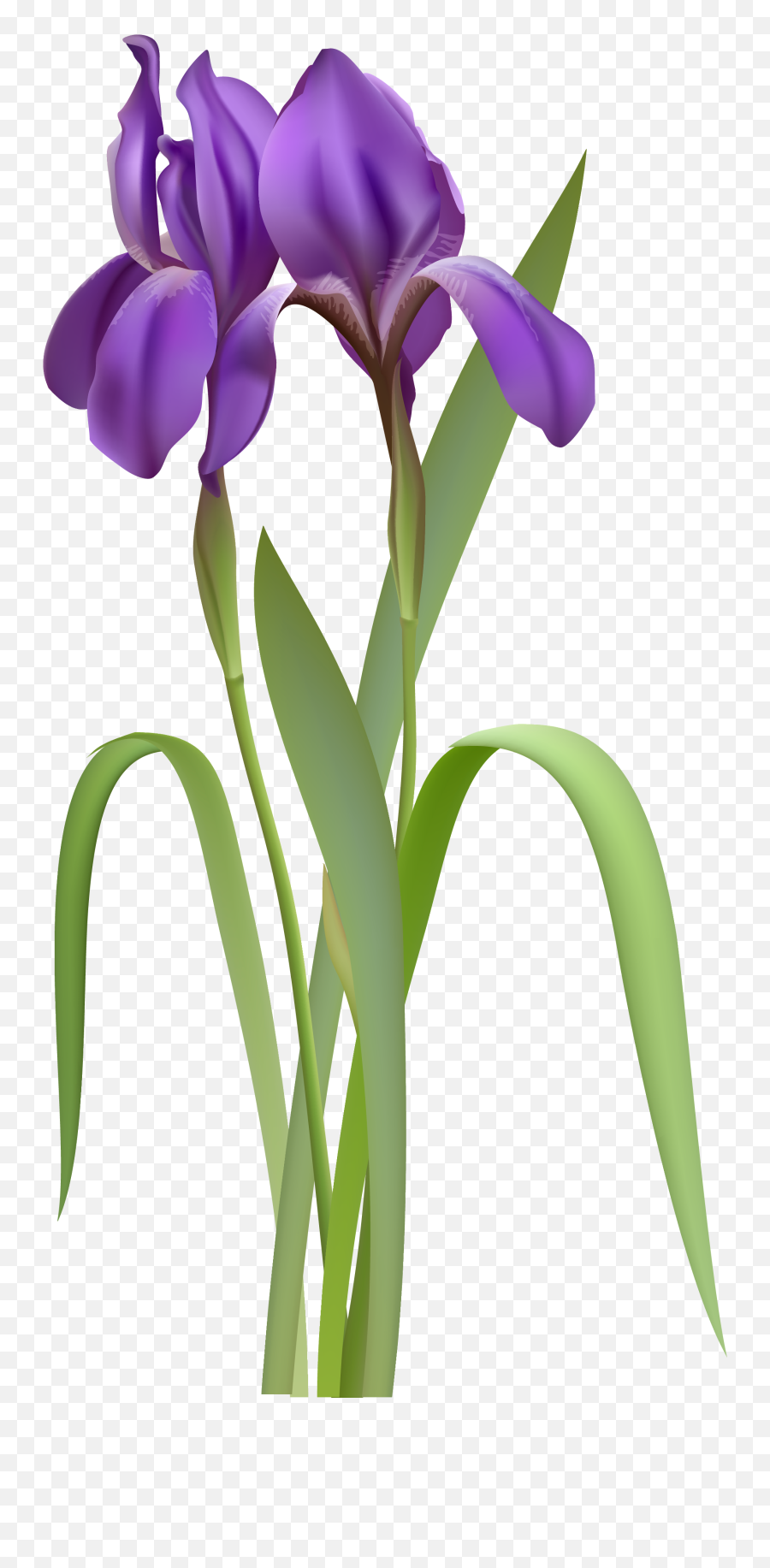 Free Violet Flower Png Download Free Clip Art Free Clip - Iris Flower Clipart Emoji,Violet Flower Emoji