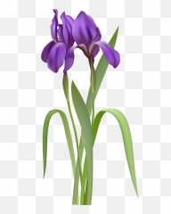 Free Violet Flower Png Download Free Clip Art Free Clip - Iris Flower Clipart Emoji,Violet Flower Emoji