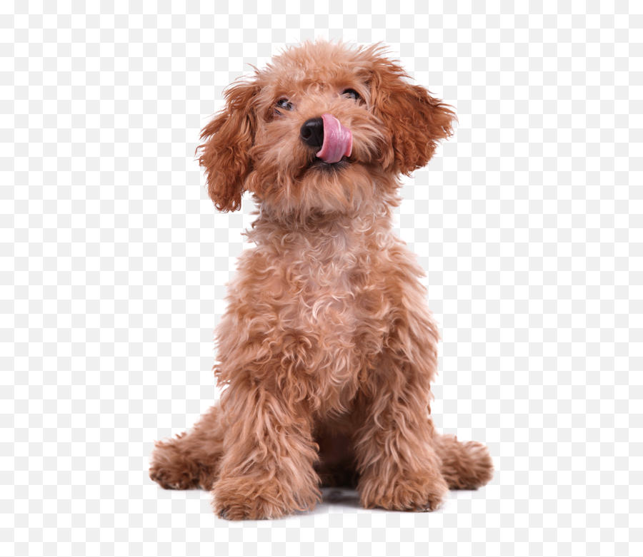 Reading Your Petu0027s Body Language - Devoted Vets Emoji,Smiley Emoticon Licking Puppy