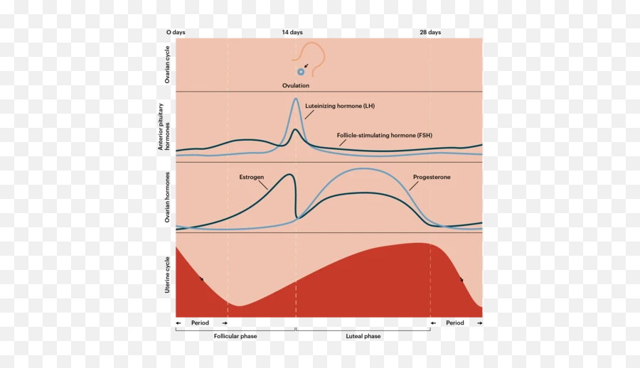 What Are Hormones Dr Uma Lerner Is A Practicingu2026 By Uma Emoji,Female Hormonal And Emotion Cycle Graph