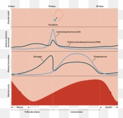 What Are Hormones Dr Uma Lerner Is A Practicingu2026 By Uma Emoji,Female Hormonal And Emotion Cycle Graph