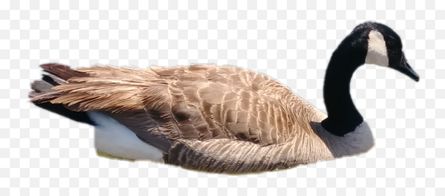 Goose Cute Geese Nature Animal Duck - Canada Goose Emoji,Canadian Goose Emoji