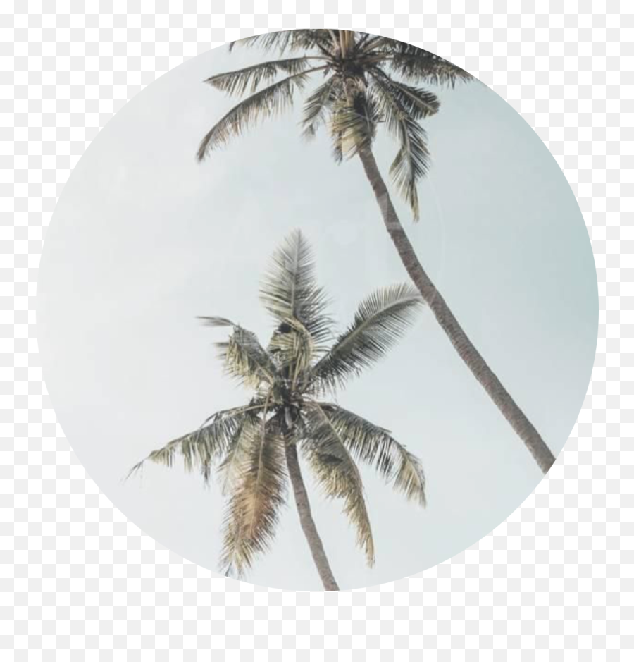 The Most Edited - Palm Aesthetic Pictures For Wall To Print Emoji,Palm Tree Cocktail Emoji