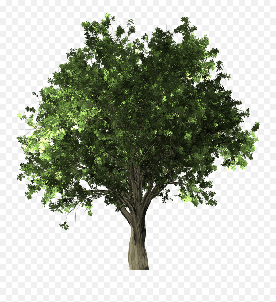 Library Of Zelkova Serrata Banner Free Stock Png Files - Tree Vector Png Sal Emoji,Handsprings Emojis