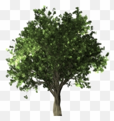 Library Of Zelkova Serrata Banner Free Stock Png Files - Tree Vector Png Sal Emoji,Handsprings Emojis