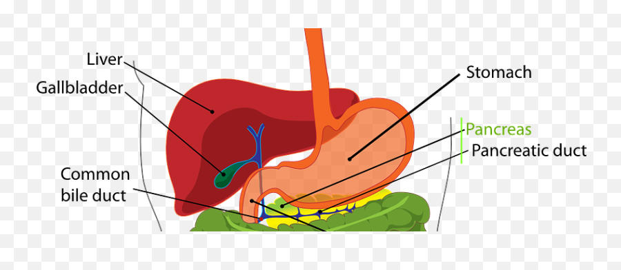 How Your Liver Functions - Use Sour Prune Tablet Emoji,Emotions Spleen Pancreas