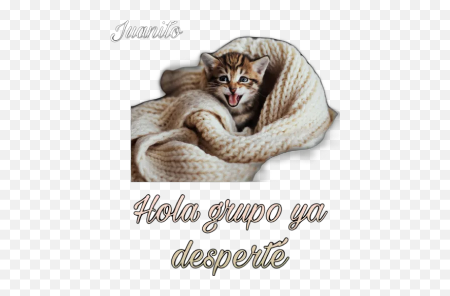 Cuties Stickers For Whatsapp - Best Cat Emoji,Los Emojis Fue Kenzo