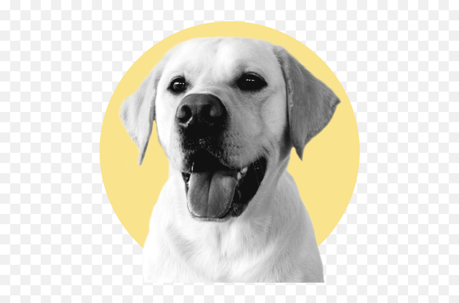 Treatibles - Collar Emoji,Send Your Friends Cute Cream Labrador Retriver Emojis