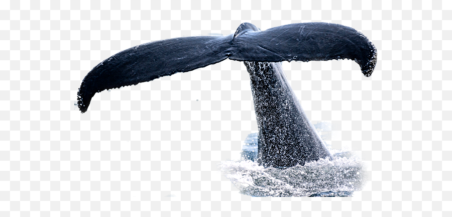 Largest Collection Of Free - Toedit Selvagem Stickers Humpback Whale Emoji,Free Whale Emoji