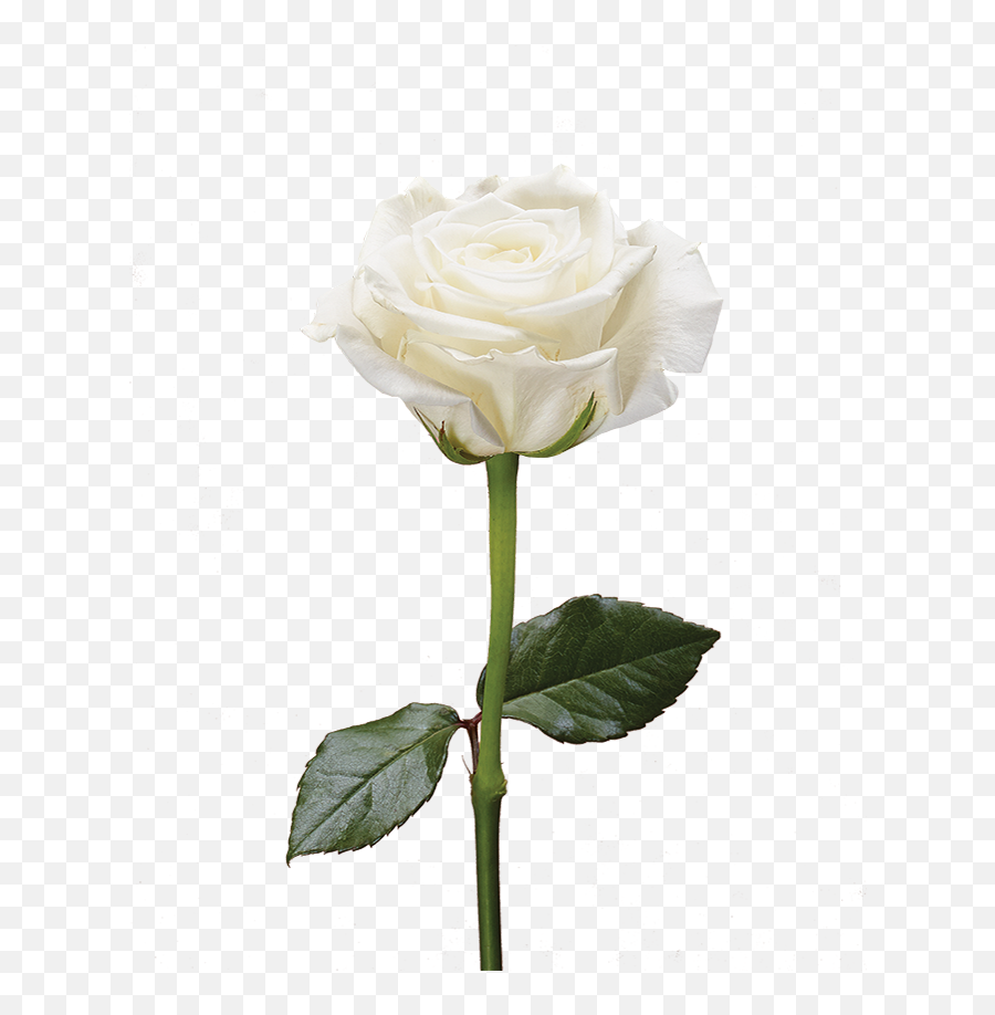 Roses Sunshine Bouquet Emoji,White Rose Emoji