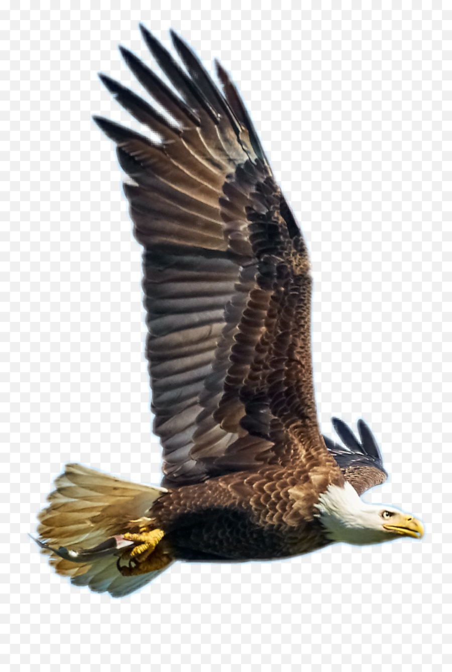 Largest Collection Of Free - Toedit Bald Eagle Stickers Birds Emoji,Eagle Emoji