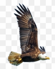 Largest Collection Of Free - Toedit Bald Eagle Stickers Birds Emoji,Eagle Emoji