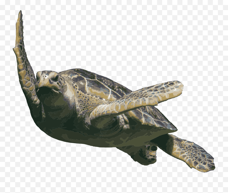 World Oceans Day United Nations - Transparent Sea Life Png Emoji,Fb Turtle Emoticon