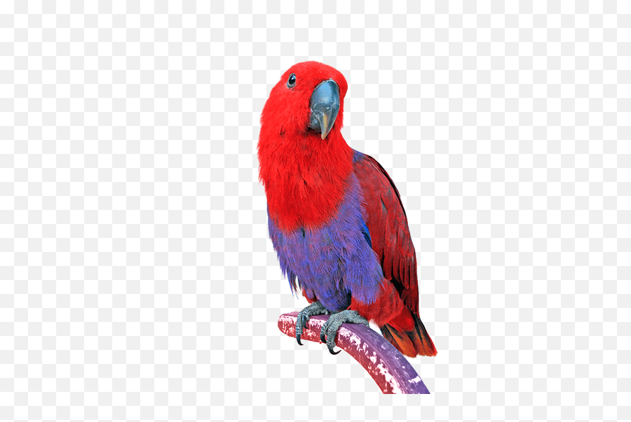 Iqbirdtesting U2013 Avian Dna Bird Analysis U2013 1199 Dna Sexing Emoji,African Grey Parrot Reading Emotions