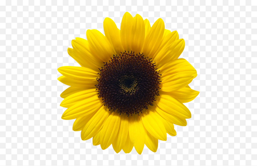 Download Sunflower File Hq Png Image - Sunflower Png Emoji,Sunflower Emoji