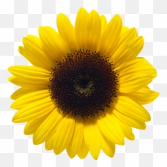 Download Sunflower File Hq Png Image - Sunflower Png Emoji,Sunflower Emoji