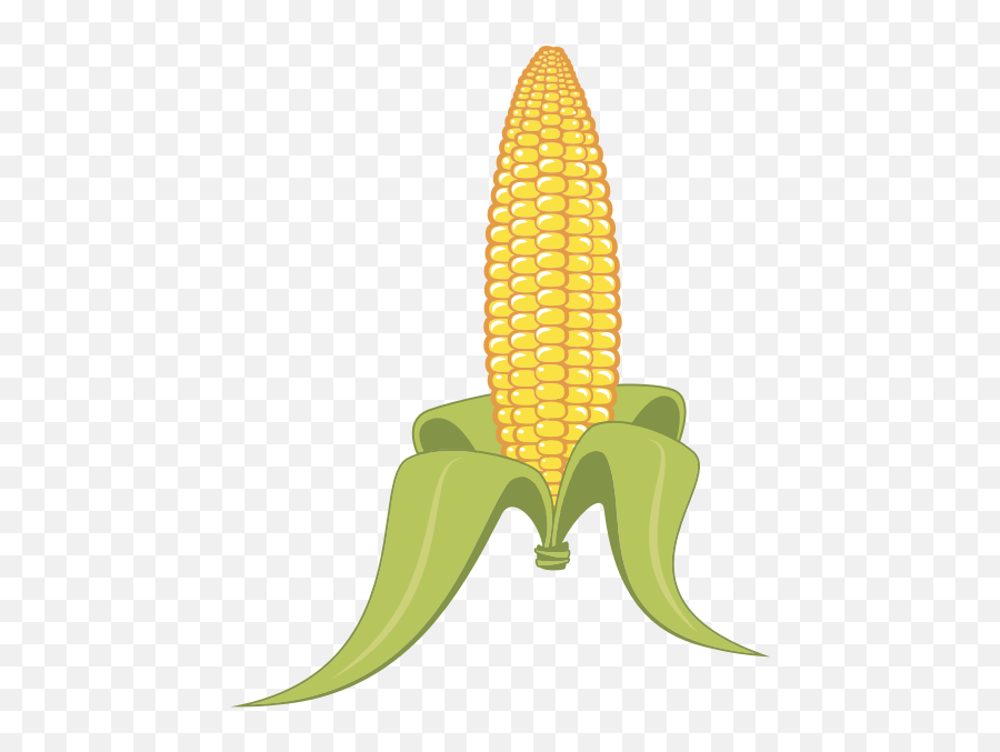 Maize Corn On The Cob Drawing Free Png - Corncob Transparent Emoji,What Is The Emoji Balloon+corn