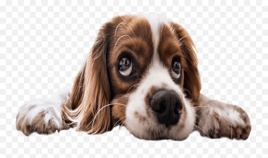Puppy Dog Eyes Song Emoji,Puppy Eyes Emoji