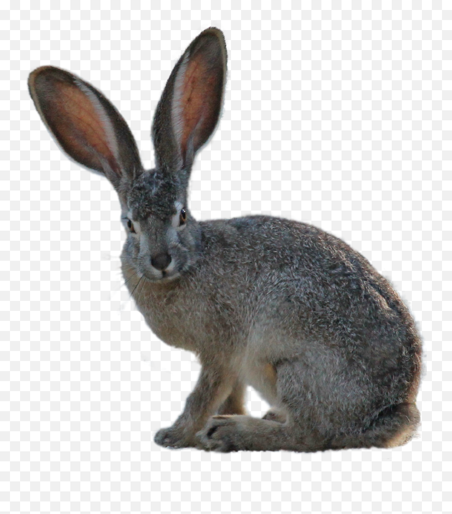 Grey Long Eared Hare Sitting Free Image Download Emoji,Pet Emotions Black Desert
