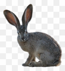 Grey Long Eared Hare Sitting Free Image Download Emoji,Pet Emotions Black Desert