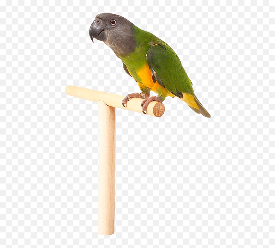 Parrot Png Images Free Pictures Download Emoji,Spinning Parrot Emoji