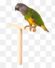 Parrot Png Images Free Pictures Download Emoji,Spinning Parrot Emoji