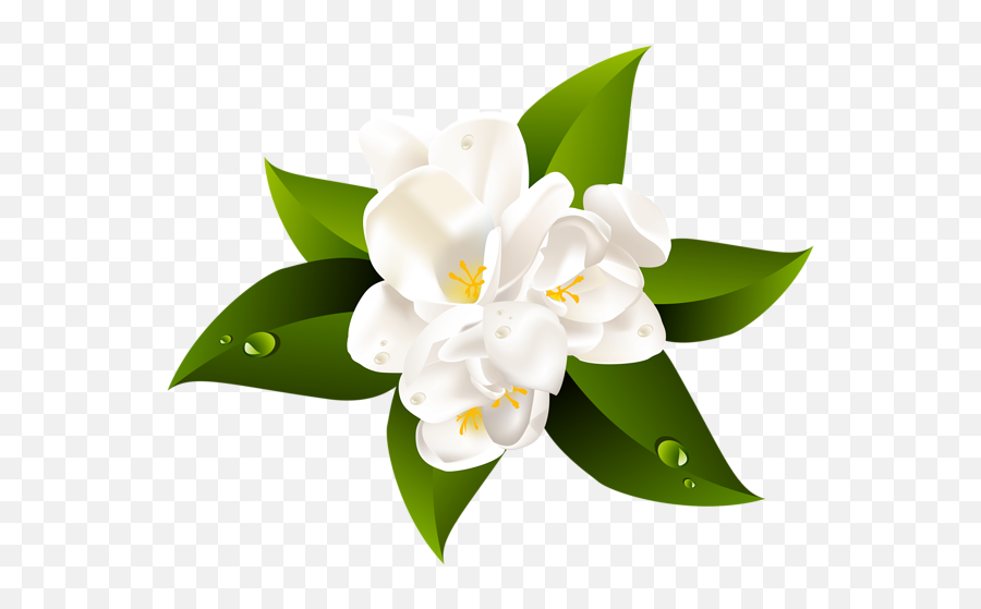 Jasmine Flower Png Jasmine Flower Png Transparent Free For - Clip Art White Flower Transparent Background Emoji,Boquet Emoji
