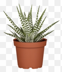 Lichtkugel Padova Led - Creme Tiziano Keramik Dekoartikel Succulent Plant Emoji,Tiziano Design Emotions