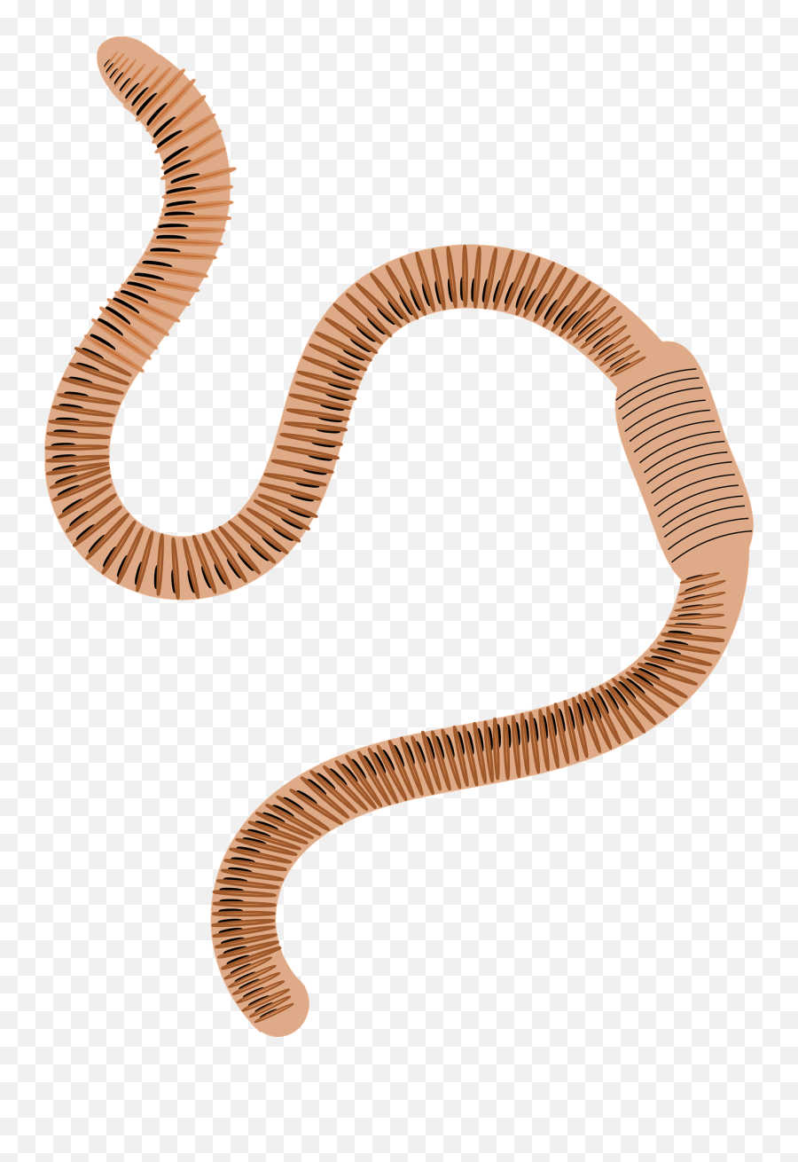 Ringed Earthworm Clipart - Earthworm Clipart Emoji,Earthworm Emoji
