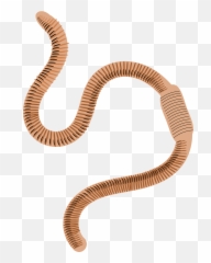 Ringed Earthworm Clipart - Earthworm Clipart Emoji,Earthworm Emoji