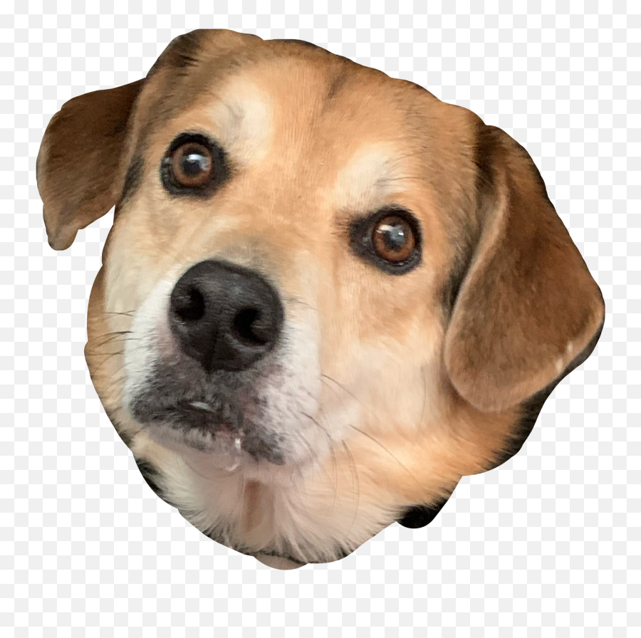 Discover Trending Bigle Stickers Picsart - Ancient Dog Breeds Emoji,Big Lebowski Emoji