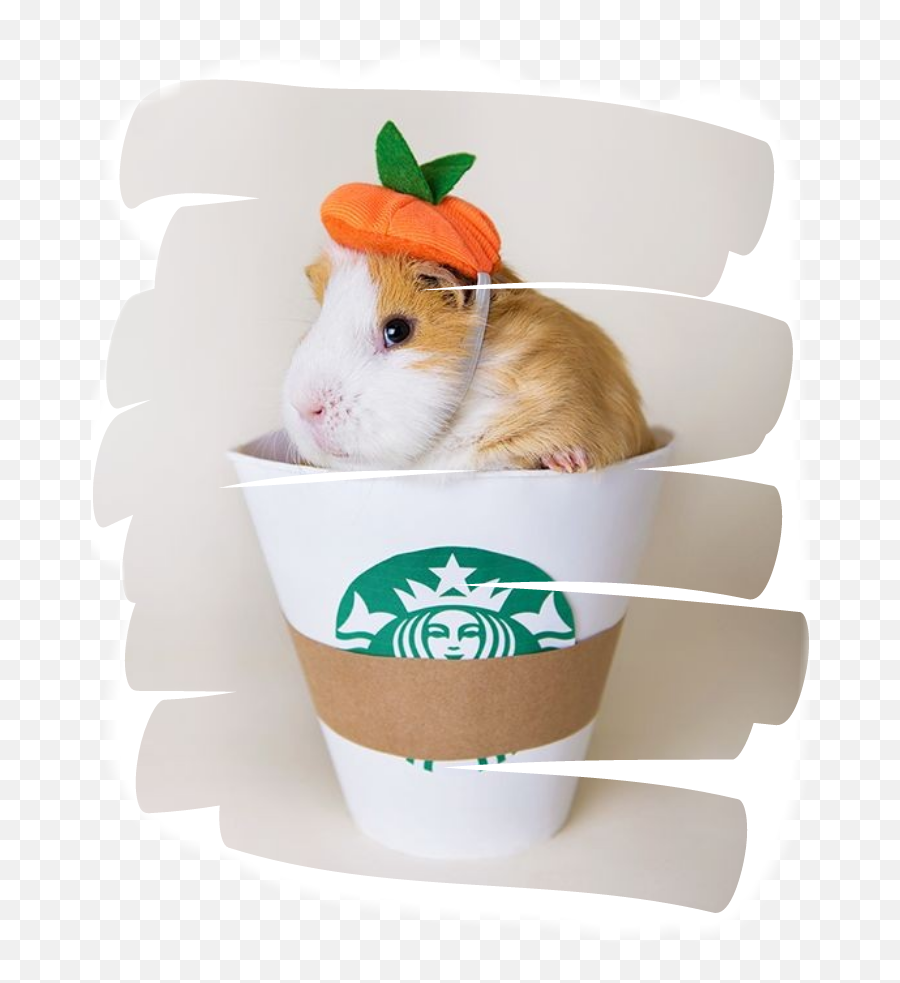 Guinea Pig Sticker Challenge On Picsart - Golden Hamster Emoji,Guinea Pig Emoji