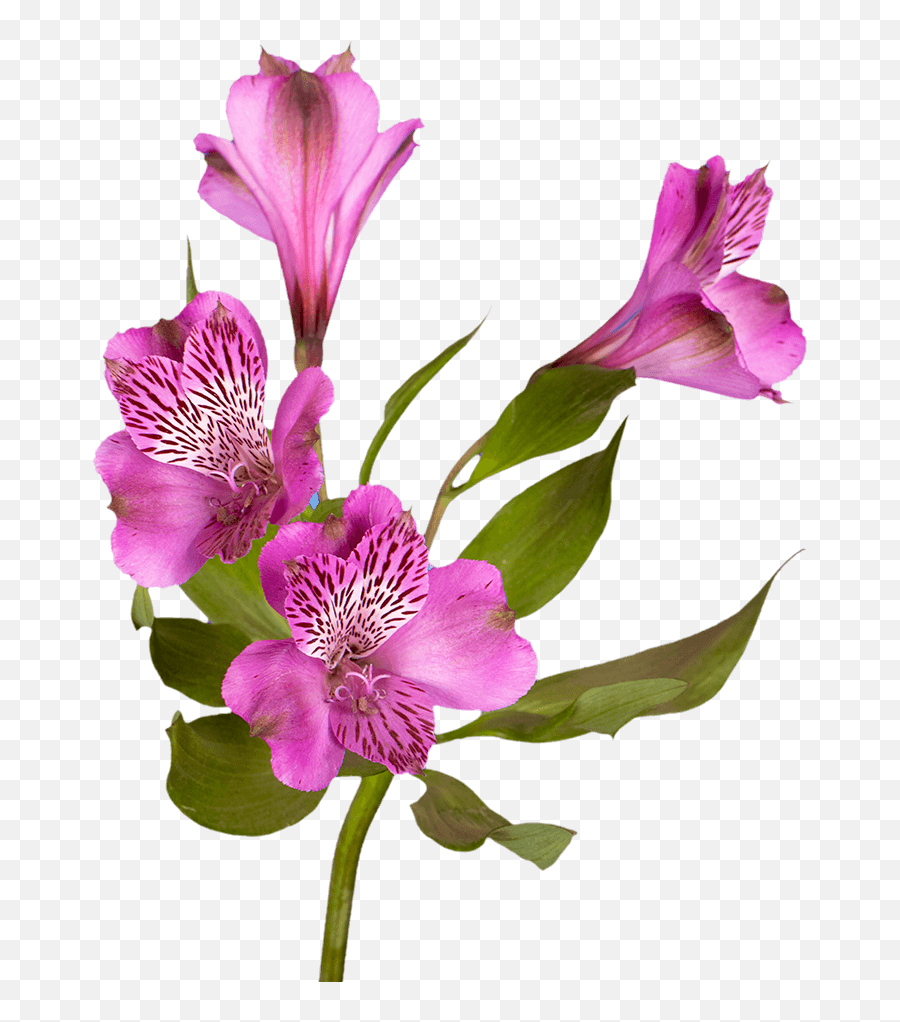 Buy Fancy Lavender Alstroemeria Flowers - Local Pink Alstroemeria Emoji,Mask Of Emotion Diy English