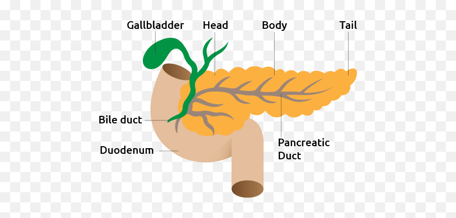 Pancreas - Pancreas For Kids Emoji,Emotions Spleen Pancreas