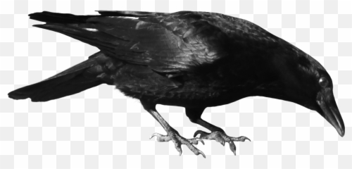 Crow Images Download Pictures Clip Art - Clipartbarn Transparent Crows Png Emoji,Crow Emoji